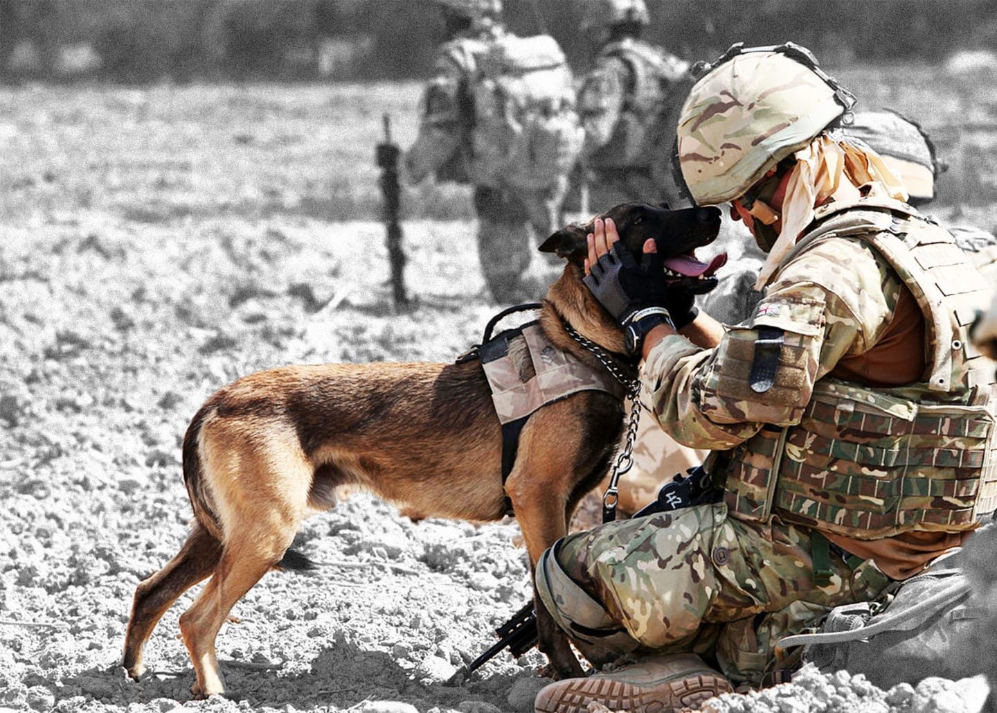 An Overview Of Military Working Dogs