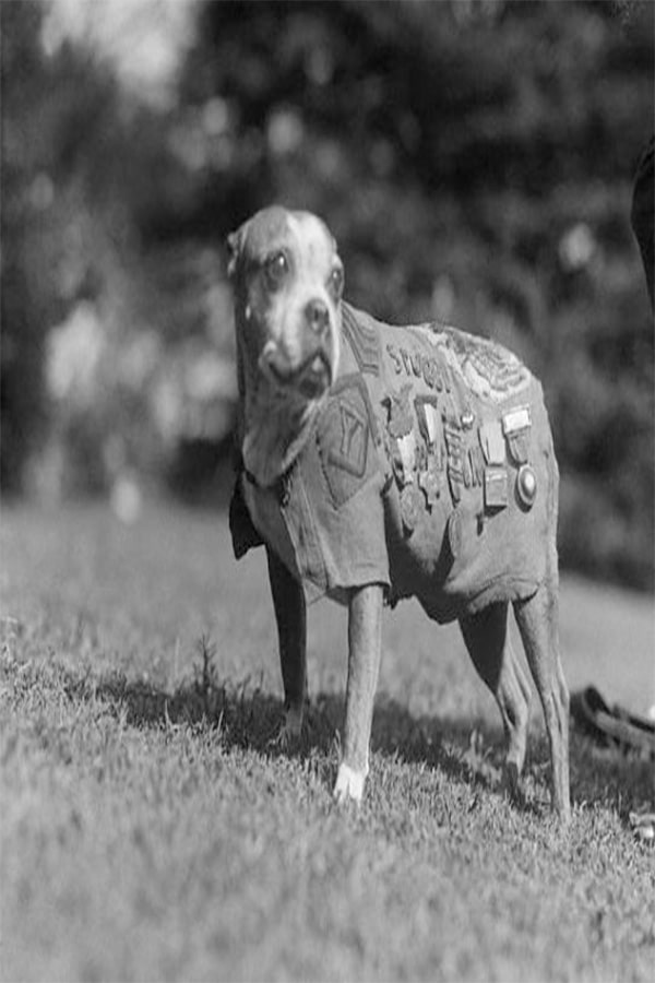 Sgt Stubby, military working dog