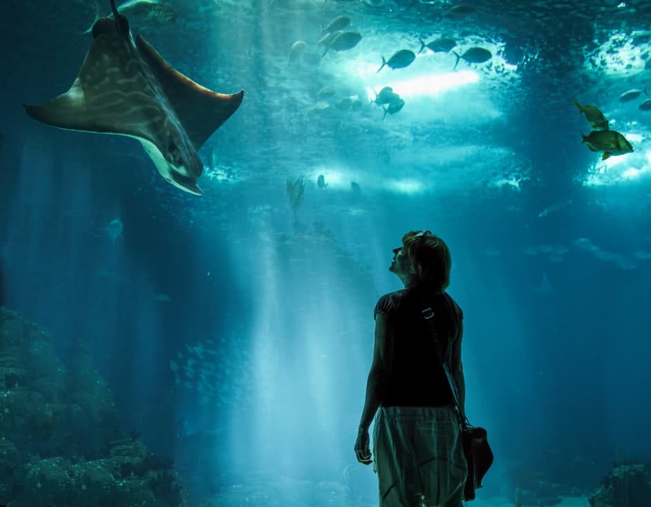 woman looking at stingray in aquarium