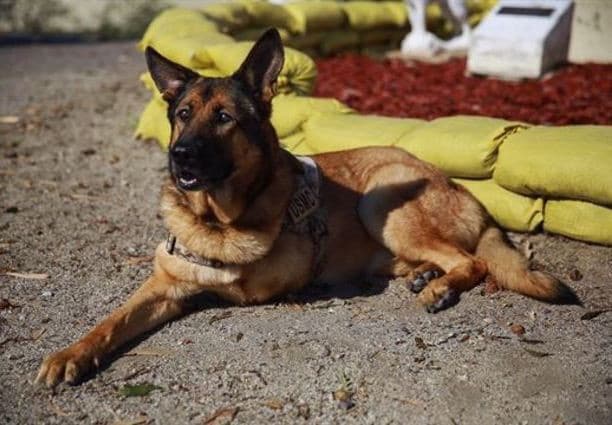 lucca, a u.s. military working dog lying down