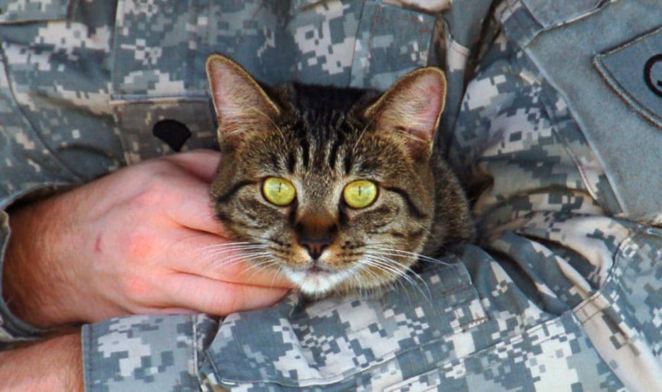 War Animals: The surprising variety of animals used in modern warfare - Sandboxx War Animals: The surprising variety of animals used in modern warfare - Sandboxx