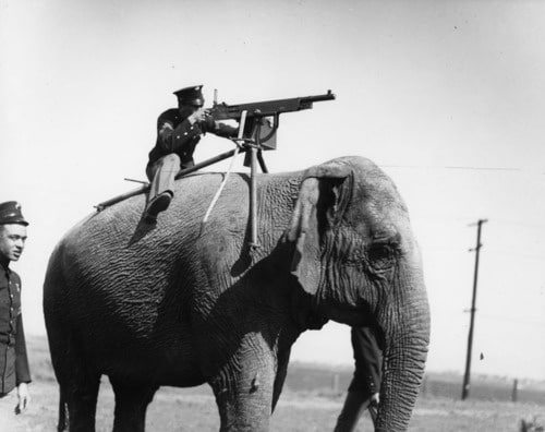 War Animals: The surprising variety of animals used in modern warfare -  Sandboxx
