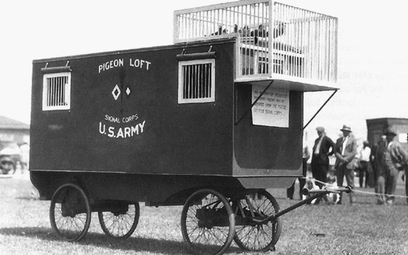 army pigeon