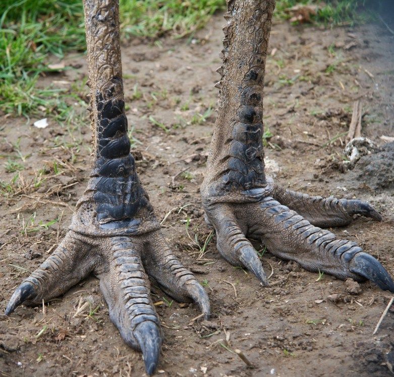 Emu talons