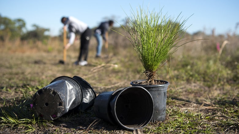 Plant a tree