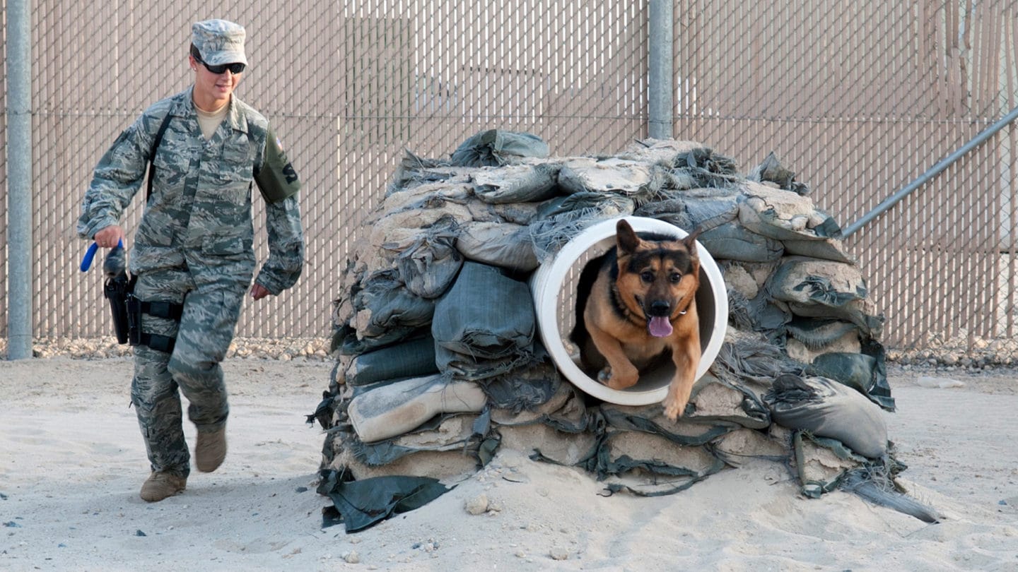 military dog handler air force job