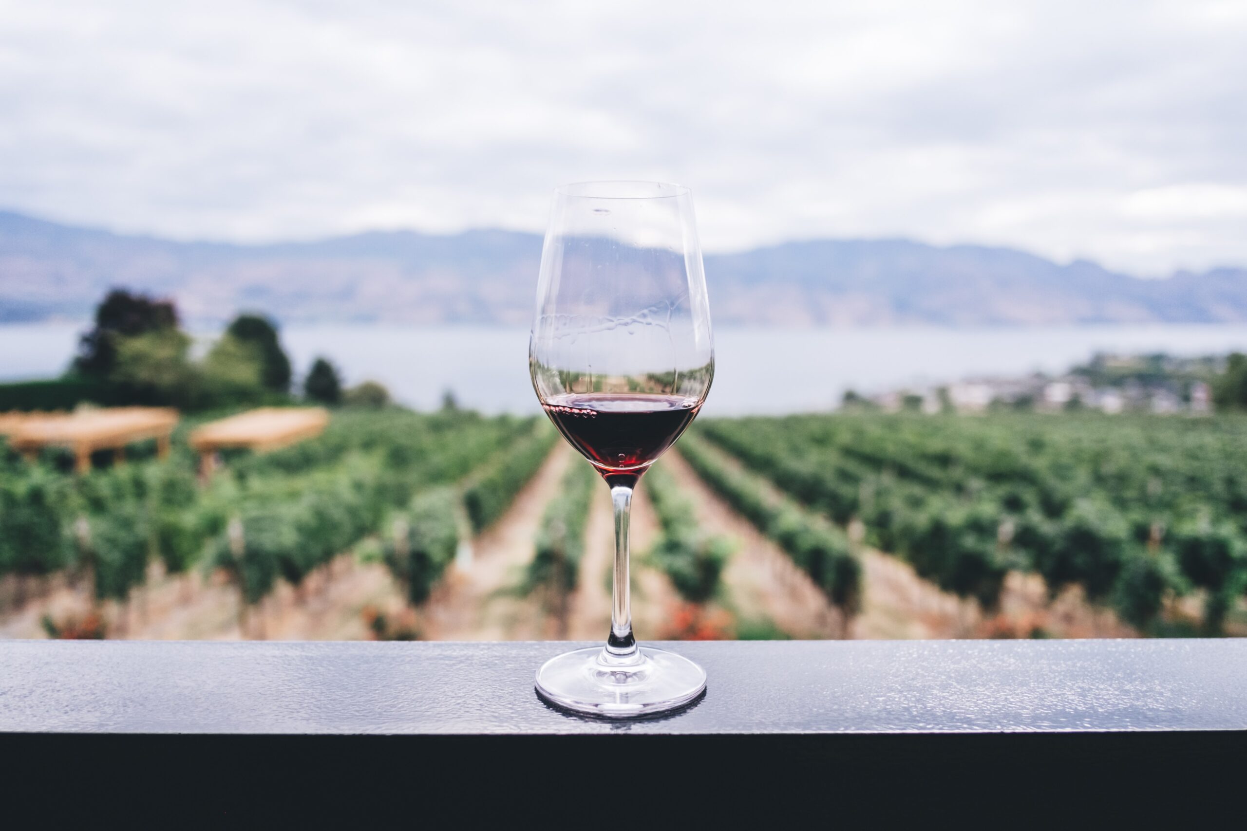 wine glass with vineyard in background