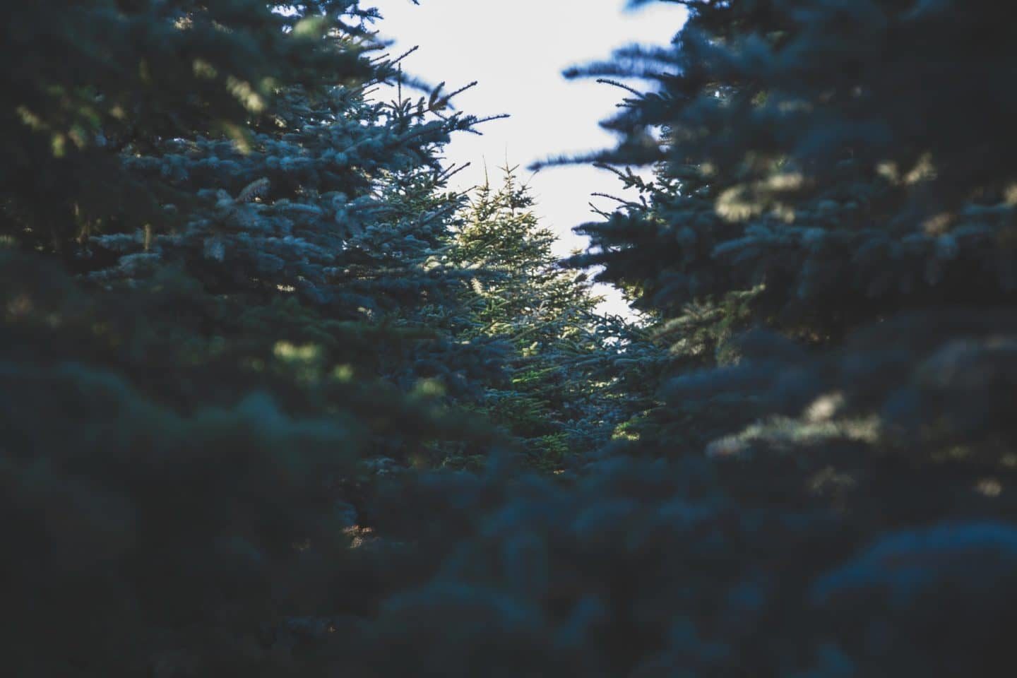 pine trees